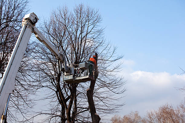 Best Utility Line Clearance  in Calverton Park, MO